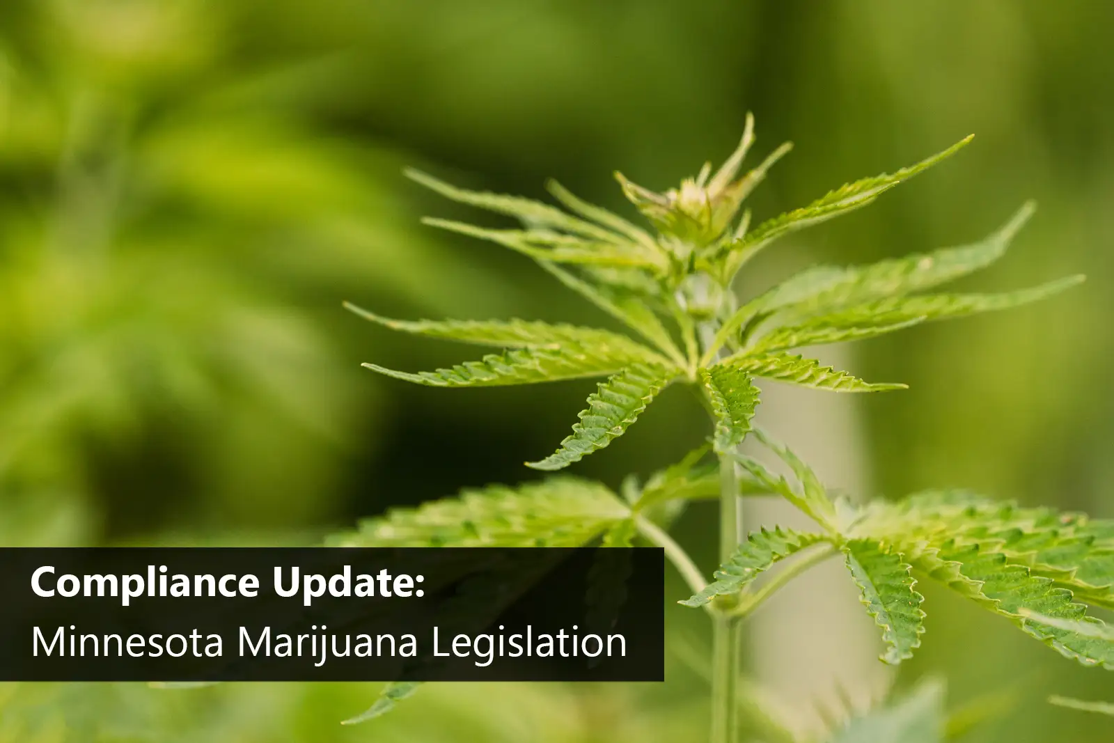 Compliance Update: Minnesota Marijuana Legislation